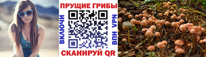 Псилоцибиновые грибы мицелий  Купить закладки  Домодедово 